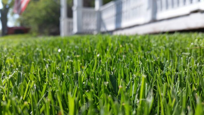 Learn how to seed a lawn from Dirt Cheap in Kitchener
